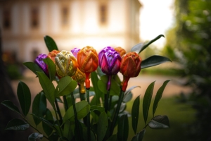 Sílu a moudrost květin představí Květnomluva na zá