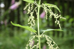 koprivakvetinarostlina